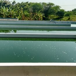 Live Spirulina culture from Tamilnadu , spirulina from india