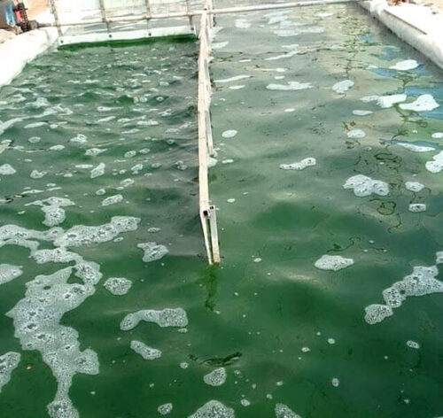 Live spirulina from Iran