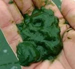 spirulina harvesting gear