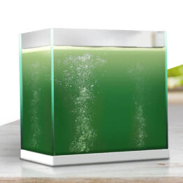 Home Grown Spirulina kits
