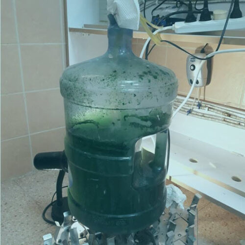 Learn how to Grow Organic Spirulina at Home or Commercially