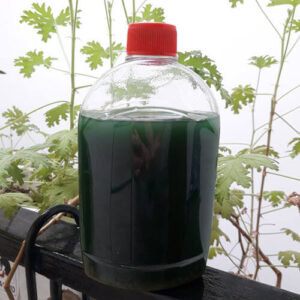 Live Spirulina Algae Seed Culture 450ml/15oz. - Ships Internationally