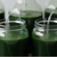 7 glass bottles containing dark green, ready to harvest spirulina culture