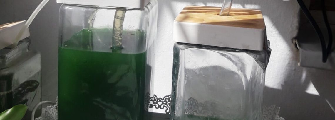 5 Rules Of Thumb For Maintaining A Healthy Spirulina Culture