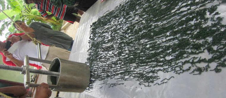 The Complete Guide to Harvesting Spirulina