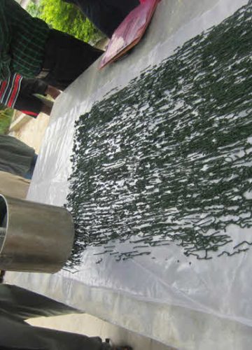The Complete Guide to Harvesting Spirulina