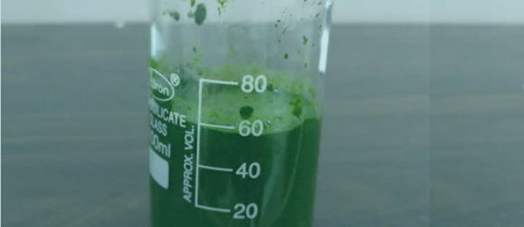 10 Scientifically Proven Reasons To Take Spirulina Every Day!