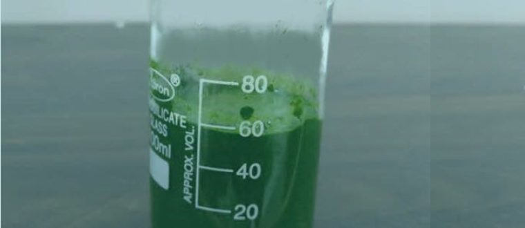 10 Scientifically Proven Reasons To Take Spirulina Every Day!