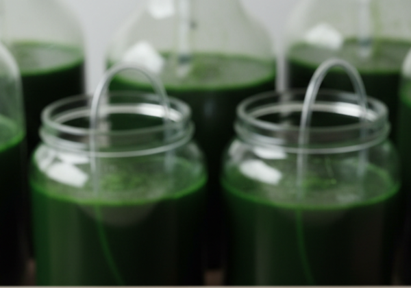 5 Rules Of Thumb For Maintaining A Healthy Spirulina Culture