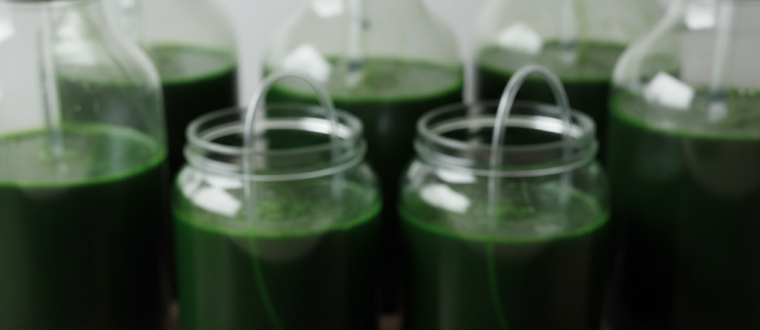 5 Rules Of Thumb For Maintaining A Healthy Spirulina Culture
