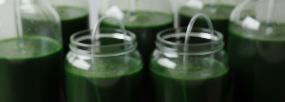 5 Rules Of Thumb For Maintaining A Healthy Spirulina Culture