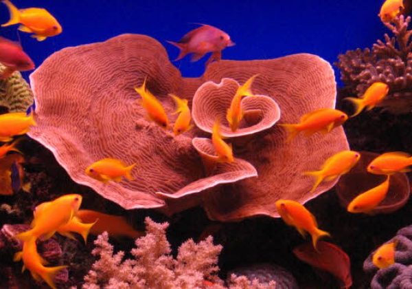 The Benefits Of Spirulina For Fish Growth, Health and Reproduction