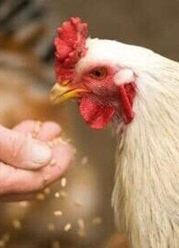 Spirulina for Chickens – Nutritional Benefits And Commercial Potential