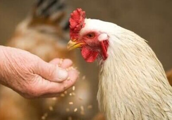 Spirulina for Chickens – Nutritional Benefits And Commercial Potential